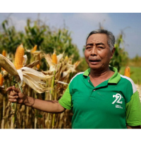 petani-jagung-di-sulawesi-terima-kredit-produktif-dari